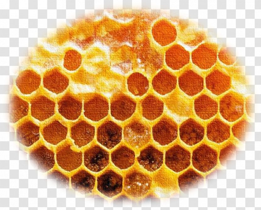 Bee Honeycomb Propolis Photography Image - Stock Transparent PNG