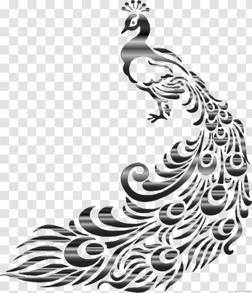 Drawing Asiatic Peafowl Clip Art Graphics - White - Design Transparent PNG