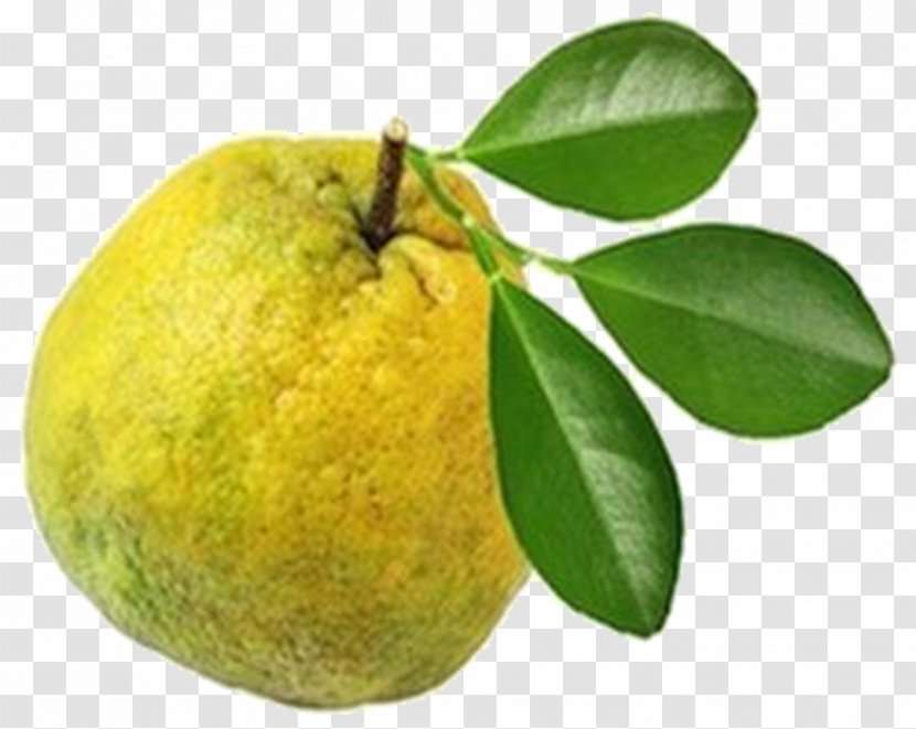 Key Lime Bitter Orange Lemon Pomelo Tangelo - Earl Grey Tea Transparent PNG