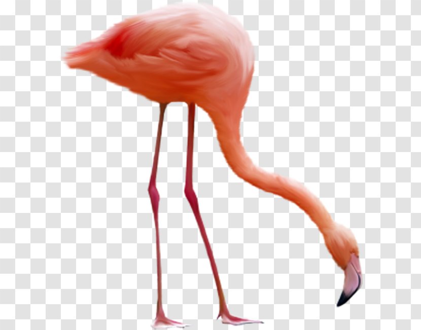 Flamingo Bird Clip Art - Flamingos Bow Transparent PNG