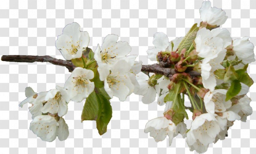 Apples Flower Schorf Clip Art - Cherry Blossom - на прозрачном фоне Transparent PNG