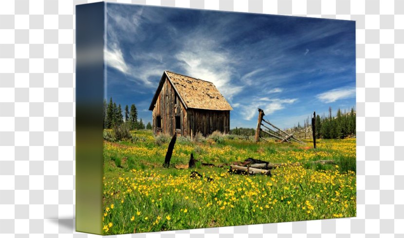 Gallery Wrap Canvas Prairie Stock Photography - Art - Flowers Field Transparent PNG