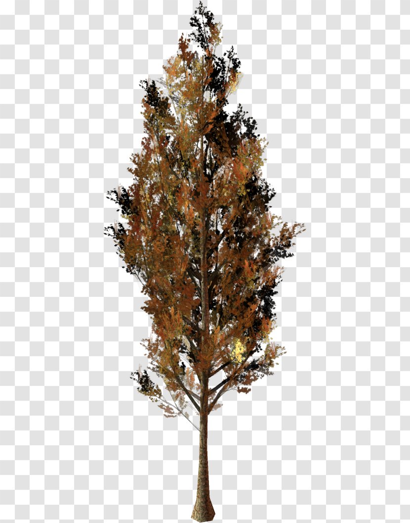 Larch Pine Twig Plane Trees - Tree Transparent PNG