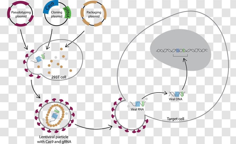 Lentivirus CRISPR Transduction Transfection Cas9 - Watercolor - Vector Transparent PNG