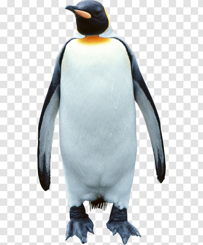 King Penguin South Pole - Cartoon Transparent PNG