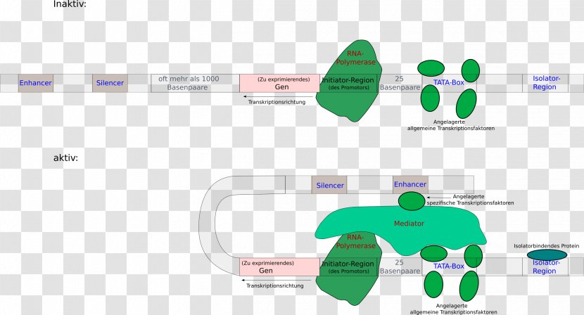 Regulation Of Gene Expression Eukaryote Enhancer Transcription Factor Silencer - Arzt Transparent PNG