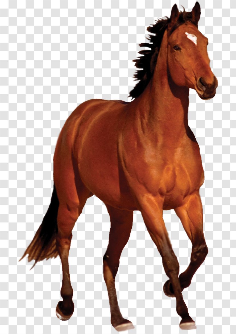 Mustang Bay Running Clip Art - Horse - Transparent Image Transparent PNG