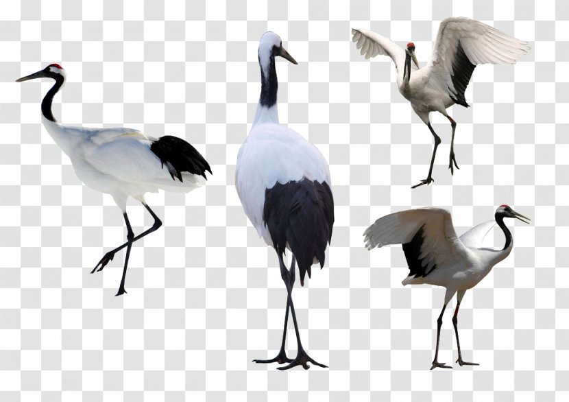 Red-crowned Crane Illustration - Water Bird Transparent PNG
