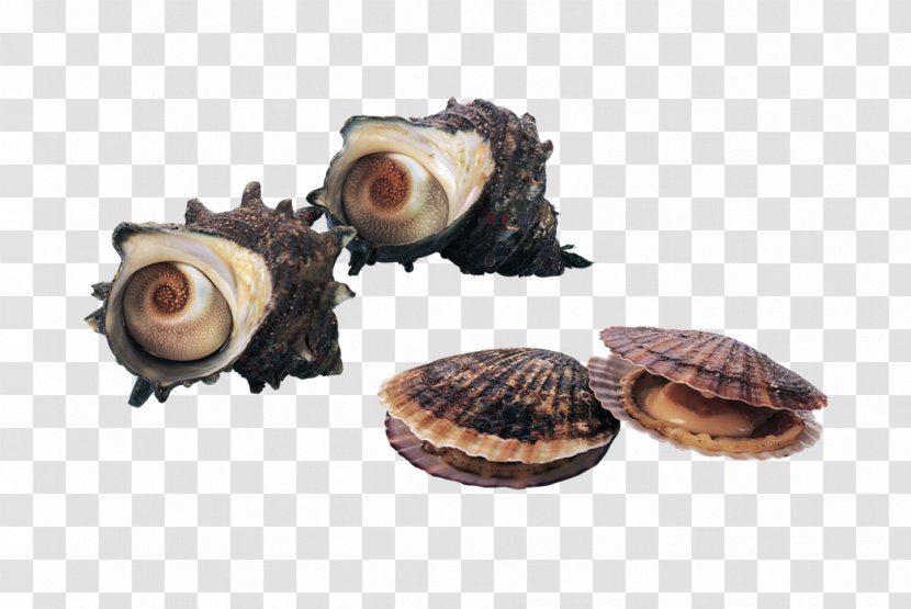 Seafood Clam Shellfish Seashell Scallop - Scallops Conch Transparent PNG
