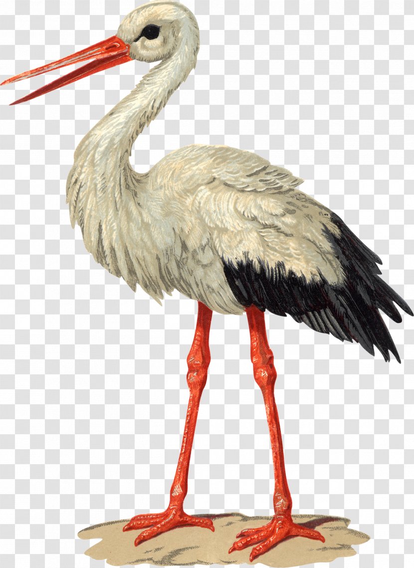 Bird White Stork Paper Columbidae - Flamingo Transparent PNG