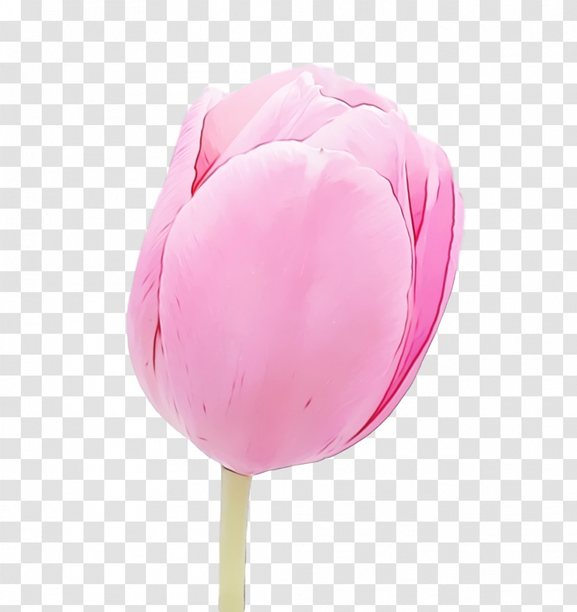Pink Tulip Petal Flower Plant Transparent PNG