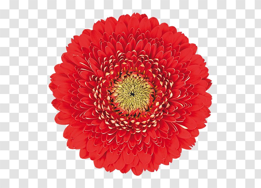 Transvaal Daisy Common Flower Red Clip Art - Photography Transparent PNG