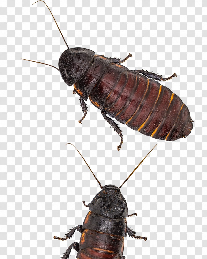 Madagascar Hissing Cockroach Insect - Pest Transparent PNG