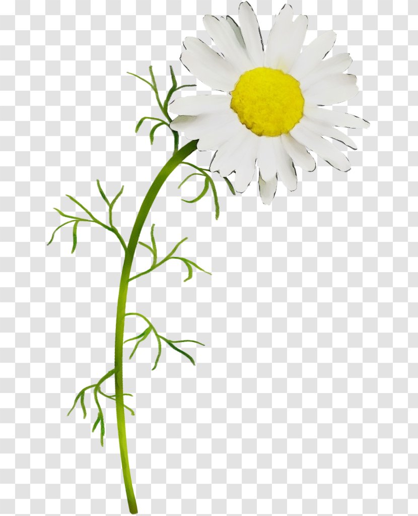 Chamomile Clip Art Common Daisy Flower - Painting - Mayweed Transparent PNG