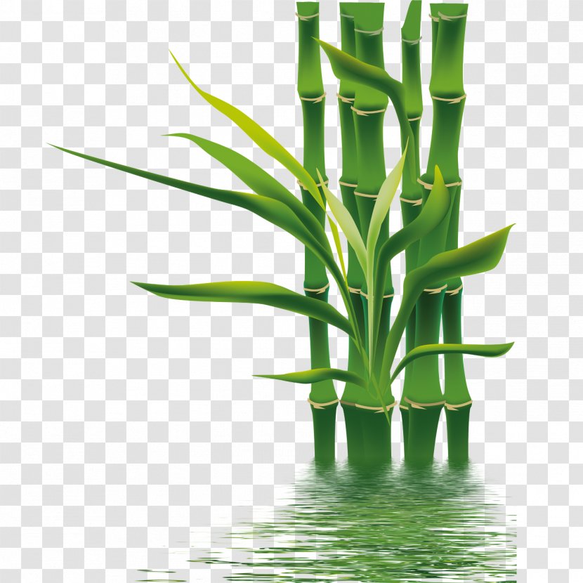 Bamboo If(we) Bamboe Wallpaper - Plant Transparent PNG