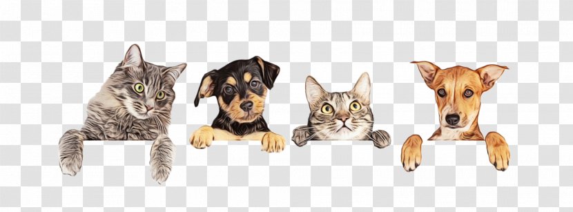 Dog And Cat - Miniature Schnauzer - Fawn Working Transparent PNG