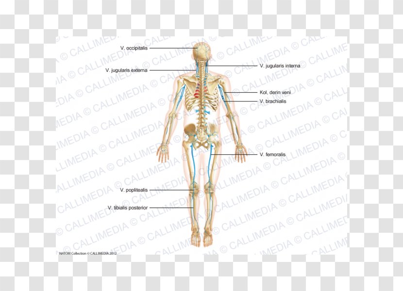 Homo Sapiens Artery Shoulder Anatomy Human Body - Silhouette - Arm Transparent PNG