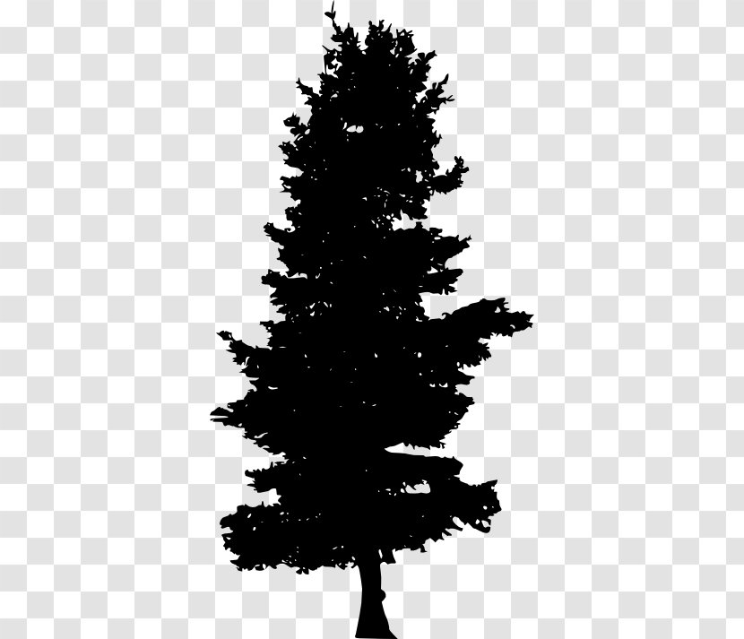 Spruce Pine Fir Evergreen - Tree Silhouette Transparent PNG