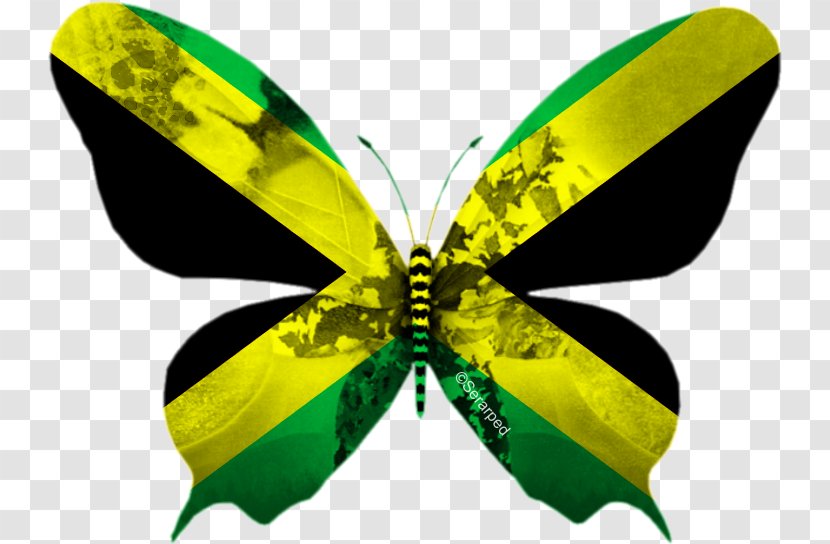 Flag Of Jamaica National Emblem Croatia: Mižerja - Moth Transparent PNG