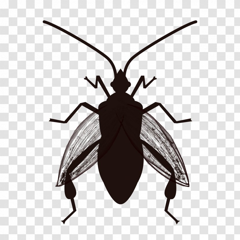 Insect Cockroach Software Bug True Bugs Pest - Beetle Transparent PNG