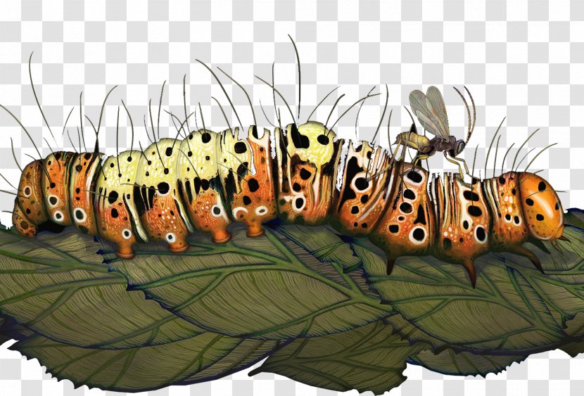 The Wasp That Brainwashed Caterpillar: Evolutions Most Unbelievable Solutions To Lifes Biggest Problems Darwin Comes Town QUAKER COLONIES A CHRONICLE OF Quaker Colonies - Organism - Beautiful Caterpillar Crawling On Leaf Transparent PNG