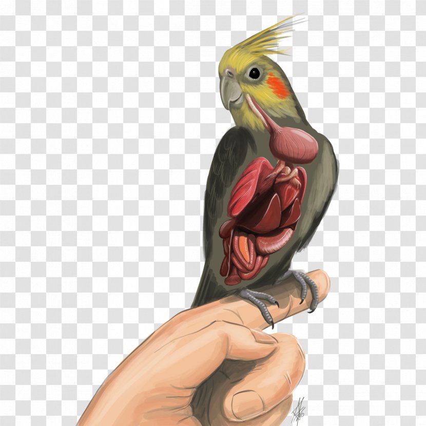 Bird Cockatiel Parrot Budgerigar Clip Art - Parakeet Transparent PNG