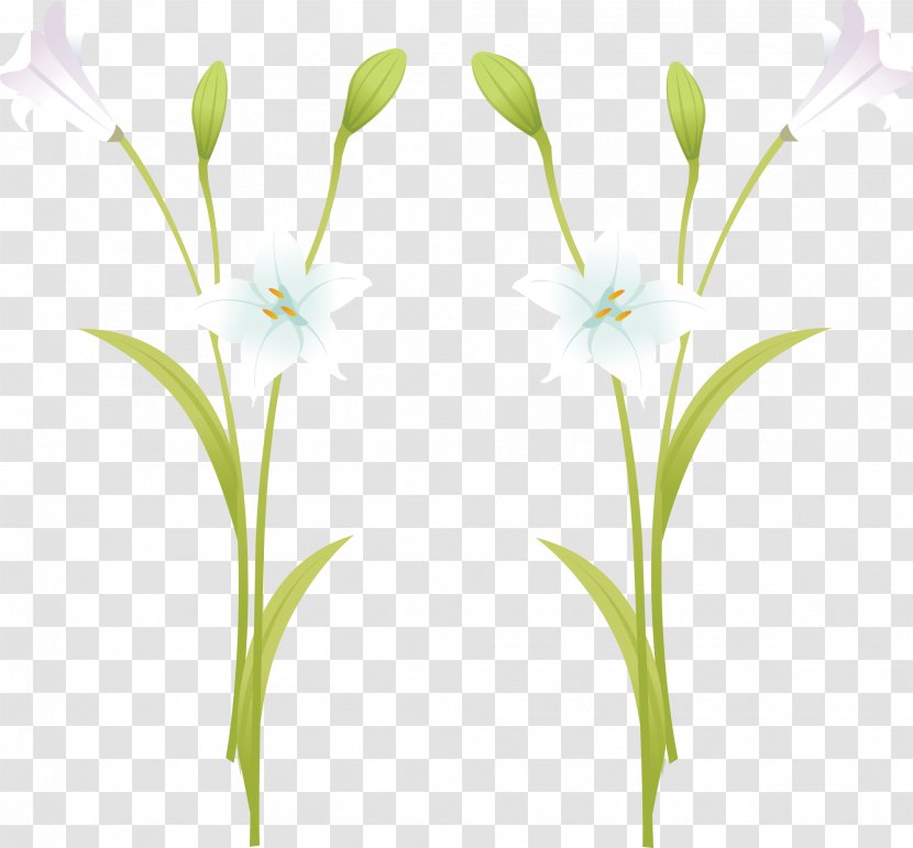 Lilium Euclidean Vector - Petal - Lily White In Full Bloom Transparent PNG