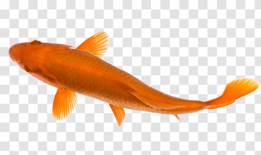 Goldfish Koi Pond Carp - Fish Transparent PNG