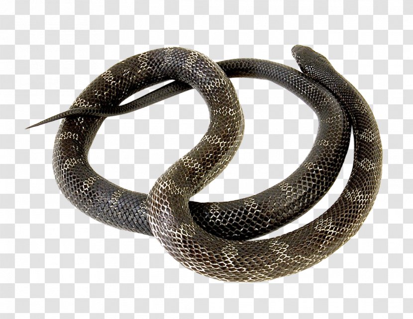 Sinaloan Milk Snake - Scaled Reptiles Transparent PNG