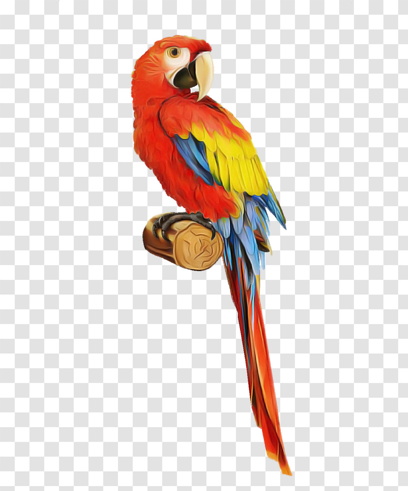 Bird Macaw Parrot Beak Budgie Transparent PNG