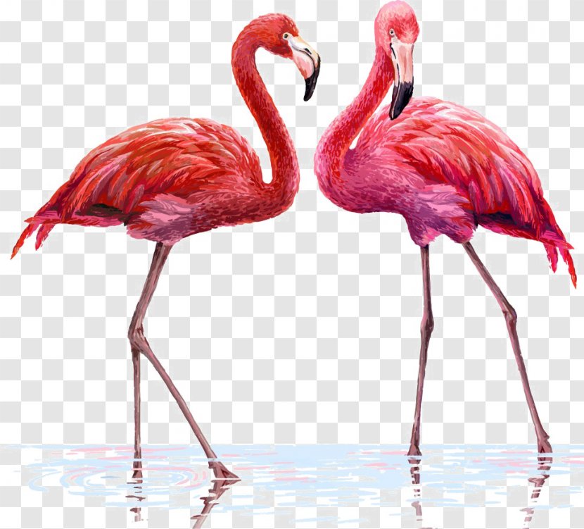 Flamingo Illustration - Royalty Free - Two Flamingos Transparent PNG