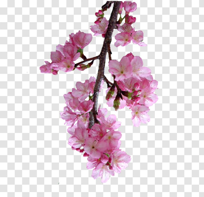 Cherry Blossom Prunus Petal Cut Flowers - Rtv Pink Transparent PNG