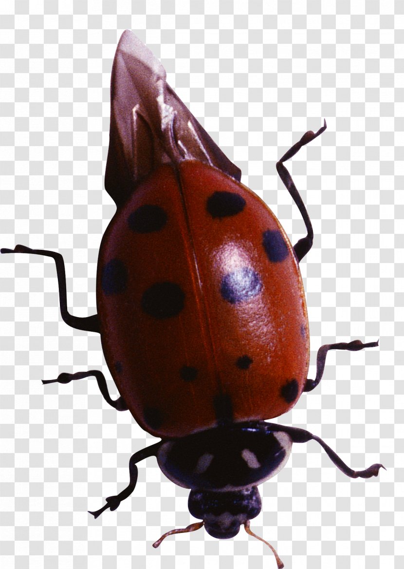 Beetle Coccinella Harlequin Ladybird Clip Art Transparent PNG