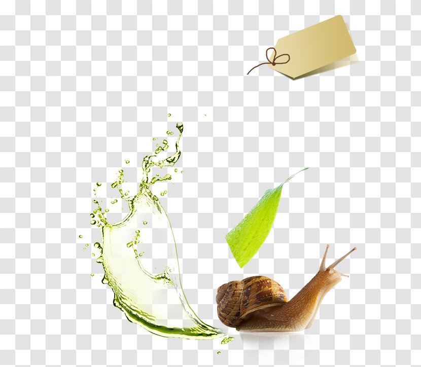 Detergent Toilet Cleaner Liquid Cleaning Agent - Alibaba Group - Snail Cream Decorative Elements Transparent PNG