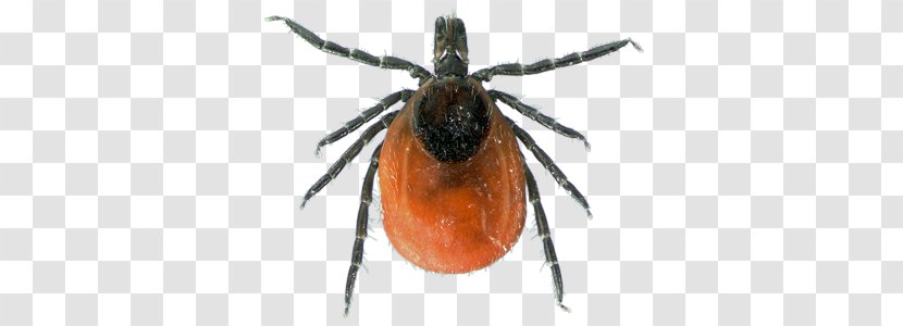 Deer Tick Infestation Lone Star American Dog - Gnat - Insect Transparent PNG