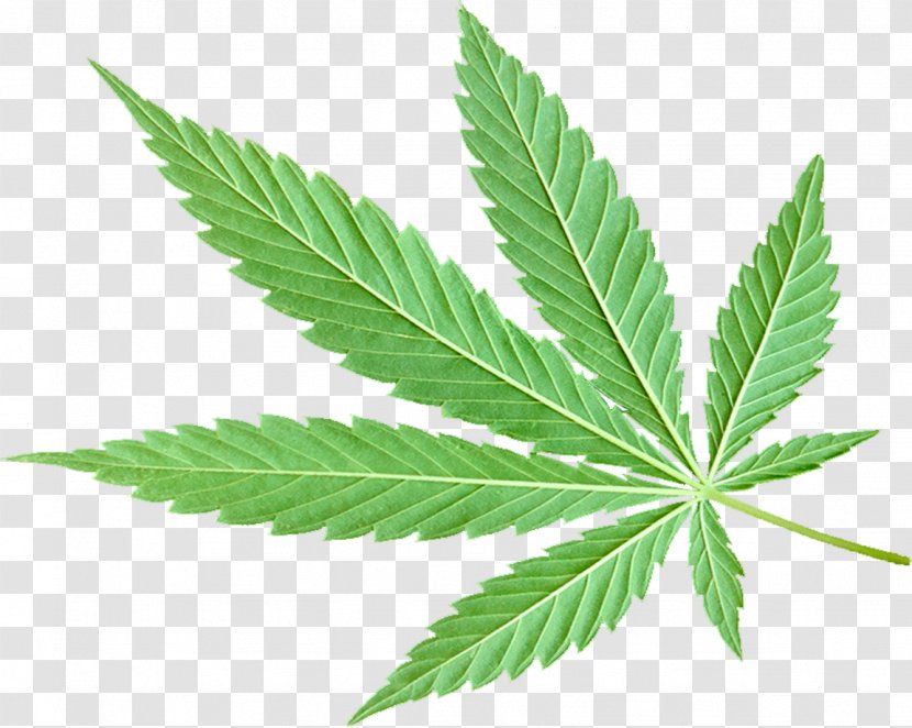 Cannabis Leaf Background - Rose Order - Nettle Family Hemp Transparent PNG