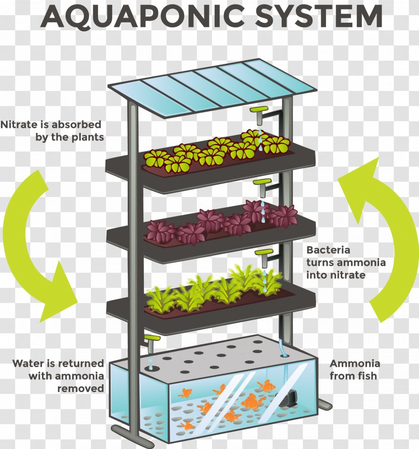 Aquaponics Hydroponics Agriculture System Aquaculture Transparent PNG