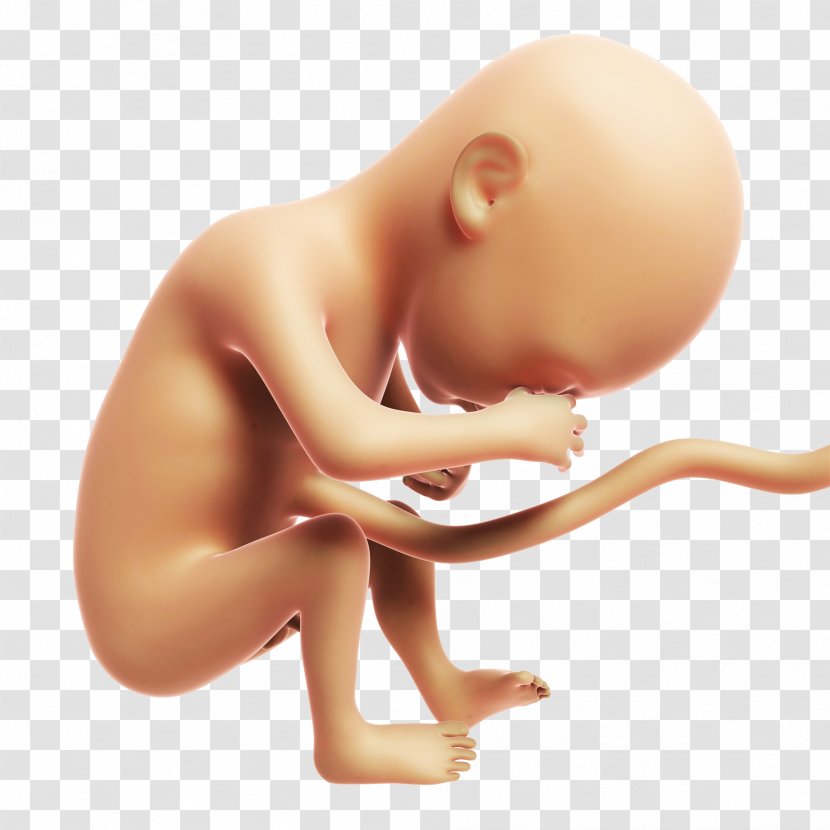 Fetus Stock Photography Month Prenatal Development Illustration - Cartoon - Sleepy Baby Transparent PNG