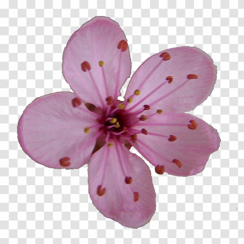 Cherry Blossom Drawing Clip Art - Flower Cliparts Transparent PNG