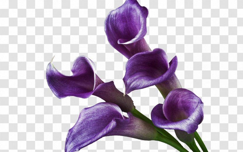 Arum-lily Cut Flowers Yellow - Viola - Lisianthus Purple Transparent PNG