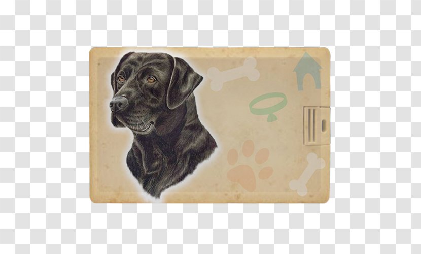 Labrador Retriever Puppy Dog Breed Sporting Group - Snout Transparent PNG