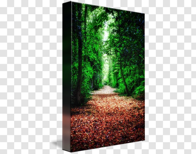 Woodland Biome Tree Old-growth Forest - Green - Path Transparent PNG