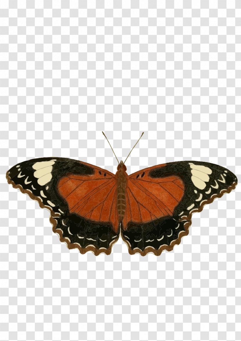 Butterfly Insect Clip Art - Monarch Transparent PNG