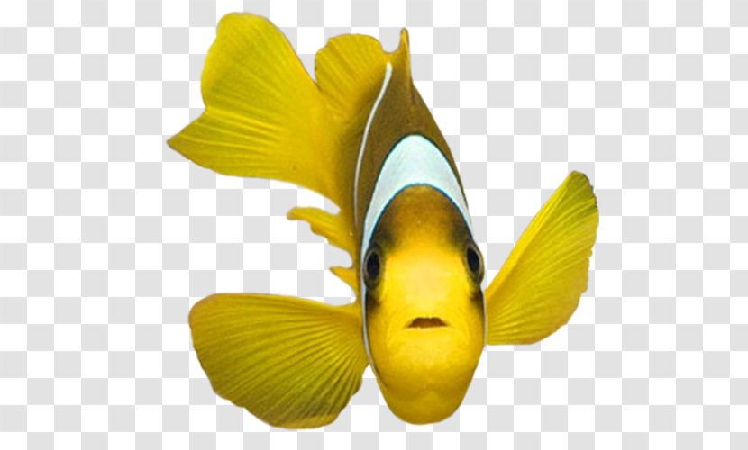 Shark Fish Clip Art - Photography - Yellow Transparent PNG