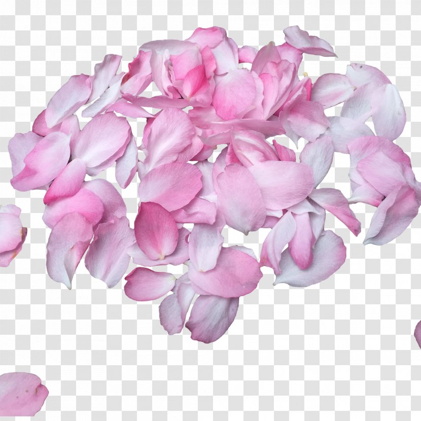 Birthday Petal - Cut Flowers - Pink Cherry Petals Design Material Transparent PNG