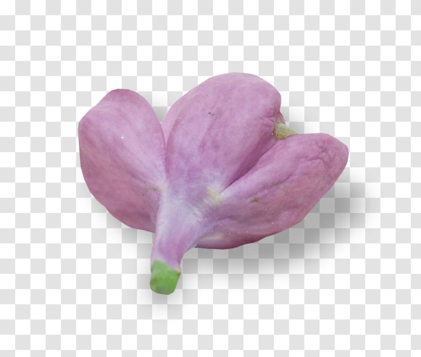 Petal Lilac - Plant Transparent PNG