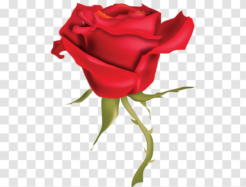 Rose Flower - Red Transparent PNG