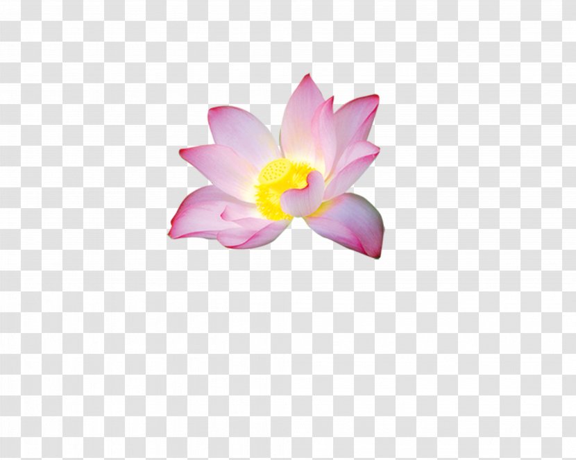 Petal Nelumbo Nucifera Flower - Lotus Transparent PNG