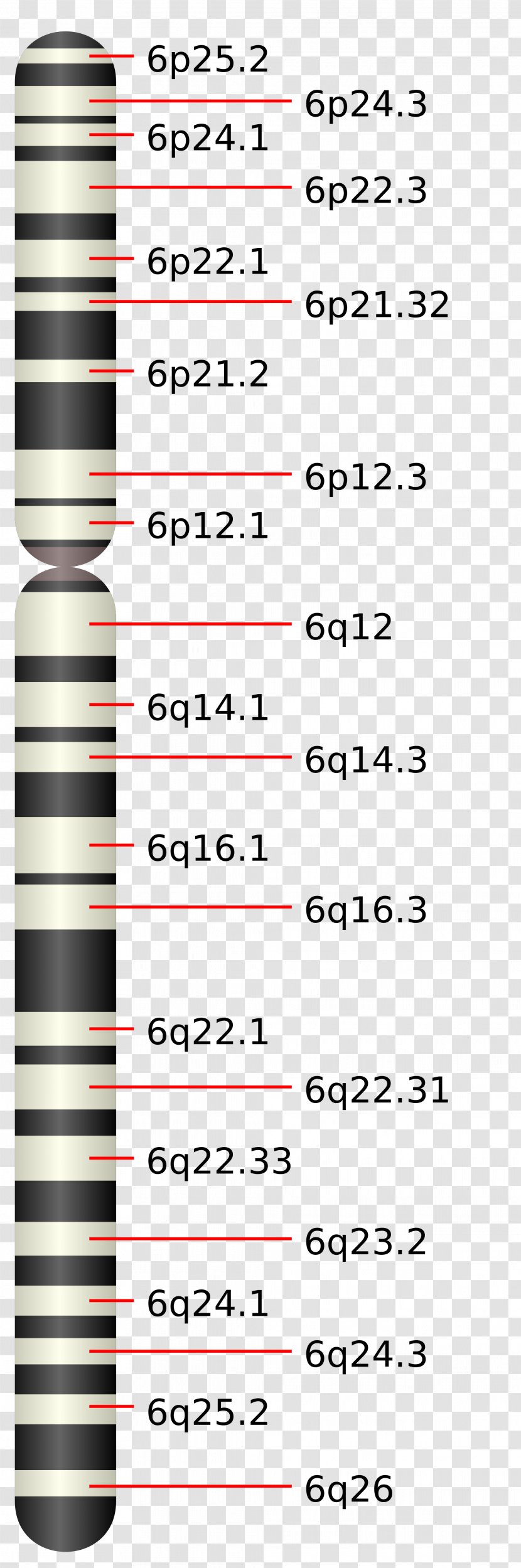 Chromosome 6 5 3 (human) Human Leukocyte Antigen - Cell Transparent PNG