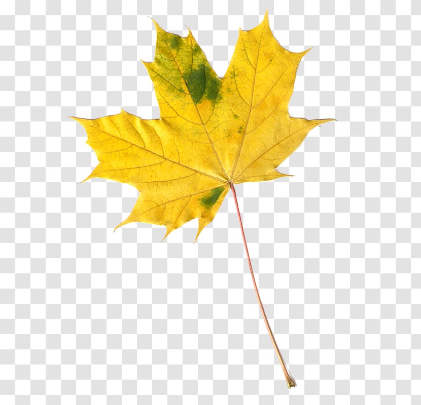 Maple Leaf Autumn Leaves Image Transparent PNG